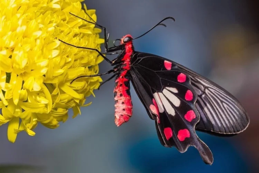 الهام از بال پروانه برای ساخت خنک کننده نانوساختار